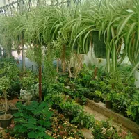 فروش گل سانسوریا|گل و گیاه طبیعی|شیراز, جوادیه|دیوار