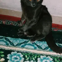 گربه رایگان