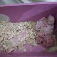 با جفت طوقی یا جفت جوجه طوقی زاغ یا جفت جوجه زاغ|پرنده|لالی, |دیوار