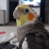 عروس هلندی|پرنده|تهران, شهرک شریفی|دیوار