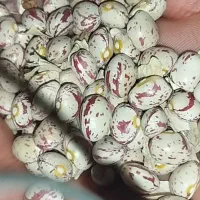 4تن لوبیا چیتی