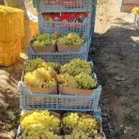 نهال انگور همه رقم|خدمات باغبانی و درختکاری|ملایر, |دیوار