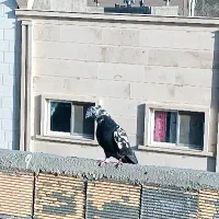 نر کله ماستی