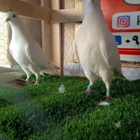 کبوتر ساعتی پرشی|پرنده|رامیان, |دیوار