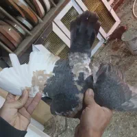 چپ دم رنگی|پرنده|بجنورد, |دیوار