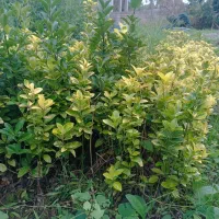 انواع گل های حیاط سازی|گل و گیاه طبیعی|کتالم و سادات شهر, |دیوار