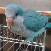 راهب آبی|پرنده|خاوران, |دیوار