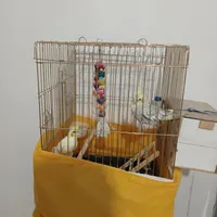 عروس هلندی با قفس