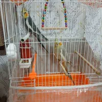 عروس هلندی جفت