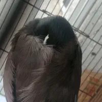 پرنده ی گمشده|پرنده|هشتگرد, فاز ۷ مهستان|دیوار