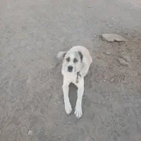 سگ گله|سگ|خوشاب, |دیوار