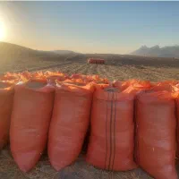 کاه سفید شلیف گرفته و بدون شلیف