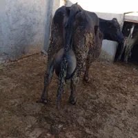 گاو شیری|حیوانات مزرعه|نیشابور, مازول|دیوار