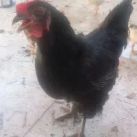مرغ درشت تخم گذار و جوجه