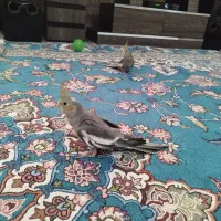 دو عدد عروس هلندی نر معاوضه با قناری|پرنده|کرج, شهرک سهرابیه|دیوار