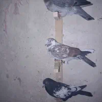 کفتر پلاکی بزک ، سینه سفید، سینه سیاه