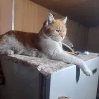 گربه واگذار می‌شود کاملان خونگیه