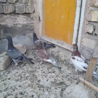 کفتر نر و جوجه بوم ندیده|پرنده|قم, تعویض پلاک|دیوار