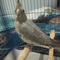 عروس ماده