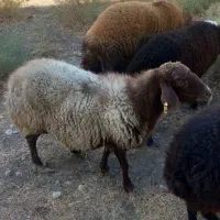 میش|حیوانات مزرعه|تهران, آسمان|دیوار