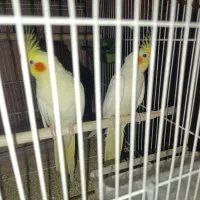 عروس هلندی فروشی ومعاوضه|پرنده|خوسف, |دیوار