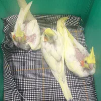 جوجه عروس هلندی