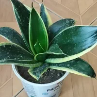 گل‌های آپارتمانی قیمتها متفاوتن|گل و گیاه طبیعی|جوانرود, |دیوار