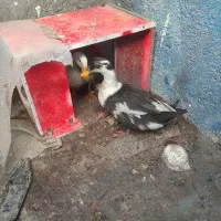 اردک نر و ماده