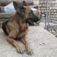 فروش یک قلاده ژرمن شپرد