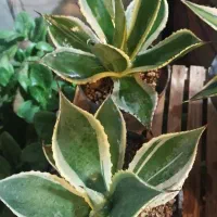 گل زیبا|گل و گیاه طبیعی|شاهرود, |دیوار