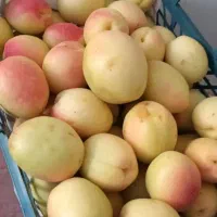 زردآلو شمس درشت