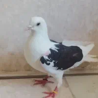 کفتر دوکت