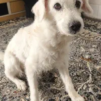 سگ ماده|سگ|اصفهان, ملک‌شهر|دیوار