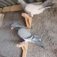 پلاکی  معاوضه  با طوقی|پرنده|شیراز, دکتر حسابی|دیوار