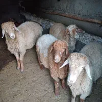 فروش۴عددبره نر|حیوانات مزرعه|جعفرآباد, |دیوار