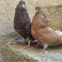 سرور|پرنده|کبودرآهنگ, |دیوار