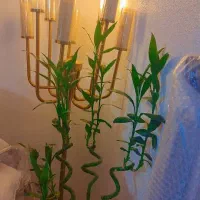 لوستر|لوستر و چراغ آویز|تهران, تهرانپارس غربی|دیوار