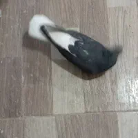 کفتر پرشی|پرنده|سبزوار, قلعهنو دهزار|دیوار