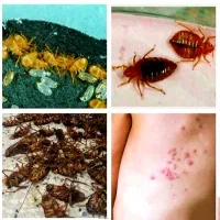 سمپاشی مرکز تخصصی سم پاشی ساس سوسک موش کنه بید کک|خدمات نظافت|تهران, صادقیه|دیوار