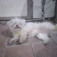 واگذاری سگ خانگی|سگ|خرم‌آباد, |دیوار