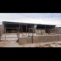 گاوداری-دامداری-شورک-بامجوز