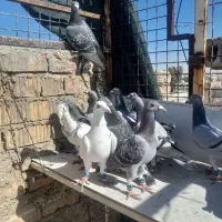 دسته پلاکی|پرنده|شیراز, کوشک میدان|دیوار