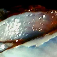 سنگ  راف اپال