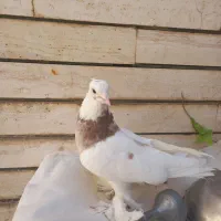 کفتر طوقی پاپر و کاکلی و سرور|پرنده|قم, لسانی|دیوار