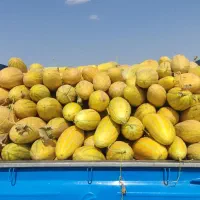 خربزه اصل مشهد شیرین