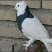 گمشده، خرید به بالاترین قیمت