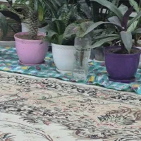 اجاره روزانه اپارتمان کاوه فلاطوری