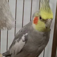 یک عدد عروس هلندی|پرنده|قم, انسجام|دیوار