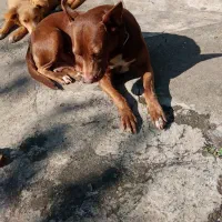 سگ پیتبول ماده دو ساله|سگ|رودسر, |دیوار