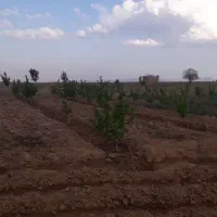 زمین کشاورزی|فروش زمین و ملک کلنگی|زاویه, |دیوار